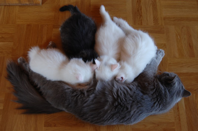 die vier Süßen mit ihrer Mami.jpg